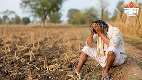 Farmers inspect failed crops in Vidarbha after fake seeds fail to germinate, leading to repeated sowing and heavy losses.