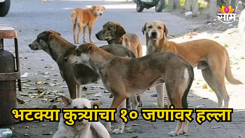 KAMOTHE STRAY DOG ATTACK: 10 PEOPLE INJURED, CHILDREN AND SENIOR CITIZEN SERIOUSLY HURT IN PANVEL