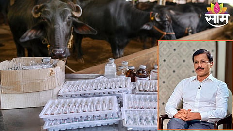 FDA officials seized banned oxytocin injections during a raid at a cattle shed in Ulhasnagar to curb illegal milk production practices.
