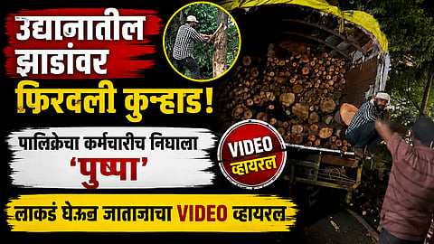Pune News: उद्यानातील झाडांवर फिरवली कुऱ्हाड, पालिकेचा कर्मचारीच निघाला 'पुष्पा'; लाकडं घेऊन जातानाचा VIDEO व्हायरल