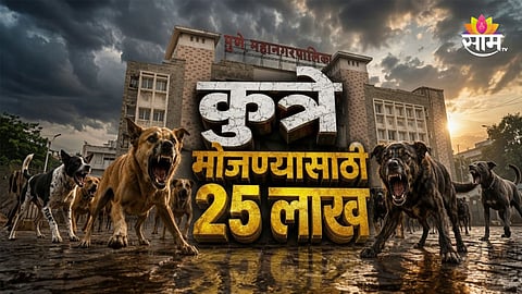 Pune Dogs: पुणे पालिकेचा गजब कारभार! भटक्या कुत्र्यांची होणार गणना; 25 लाखांचा खर्च करणार 