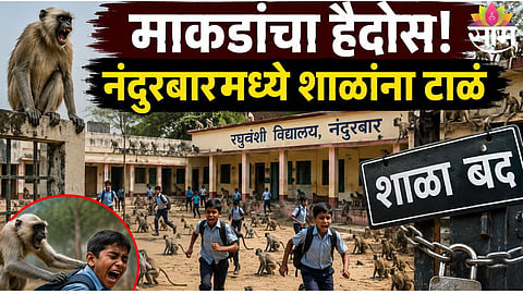 MONKEY ATTACK IN NANDURBAR FORCES SCHOOL SHUTDOWN, STUDENTS AND TEACHER INJURED