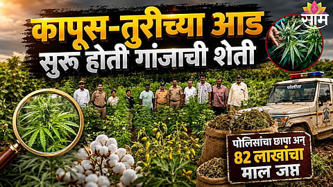 Shirpur Cannabis Farm Busted