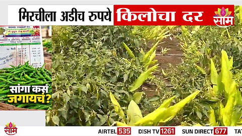 Parbhani farmer sells green chilli at Rs 2.50 per kg