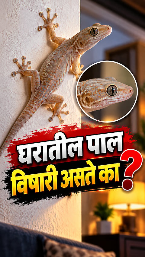 Do House Lizards Carry Poison? Experts Explain What You Should Know
