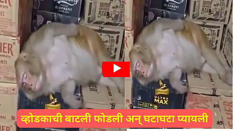 pregnant monkey drinks alcohol at liquor shop in Ranchi