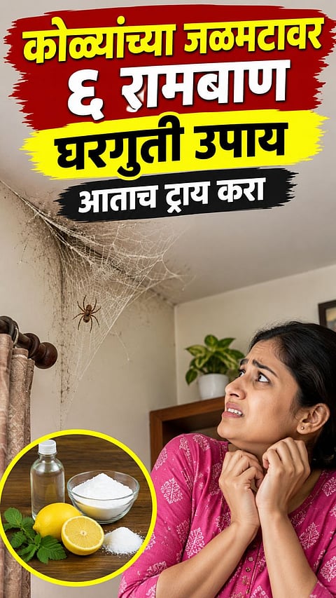 Spider Webs at Home