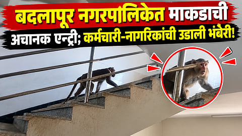monkey enters badlapur municipal corporation 