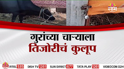 Maharashtra farmers struggle to protect stored cattle fodder from theft