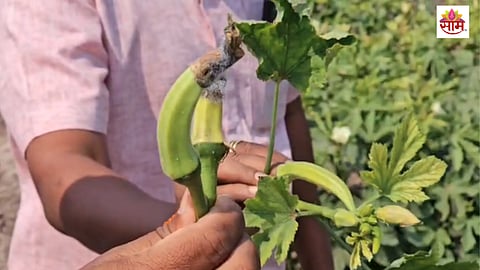 maharashtra farmer uses rotovator on standing okra crop due to virus