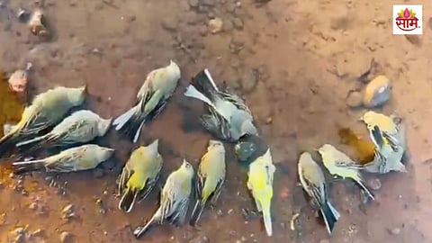 Koyna river Karad mass bird death forest department probe