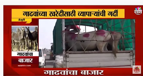 VIDEO | तुम्ही गाढवांचा बाजार पाहिला का? 