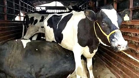 Police nab four suspects suspected of transporting animals illegally