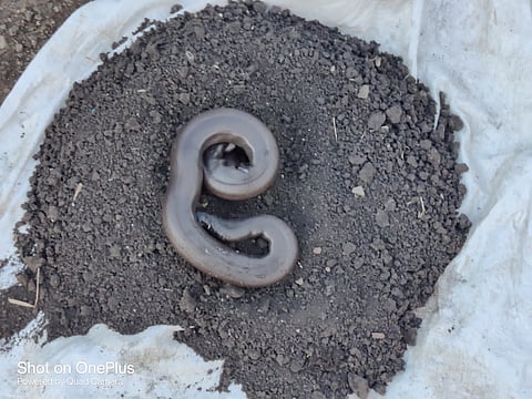 snake