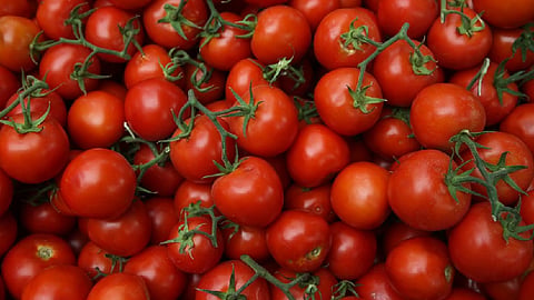 tomato, nashik