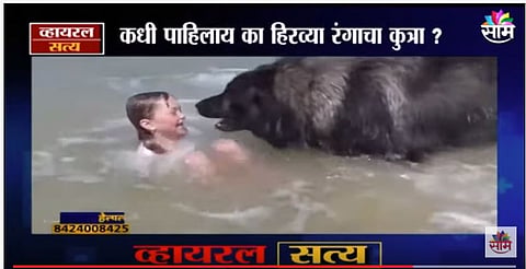 VIDEO |  कधी पाहिलाय का हिरव्या रंगाचा कुत्रा ?