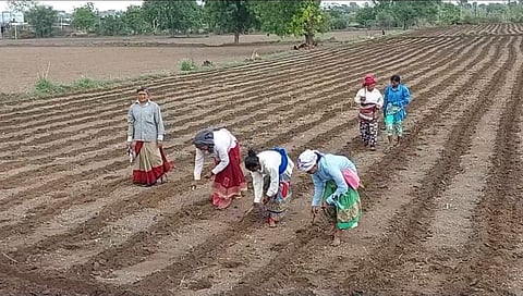 Sowing begins after the first rains of the deer