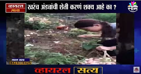 VIDEO | शेतात उघड्या जागेवर अंड्यांची शेती ? 