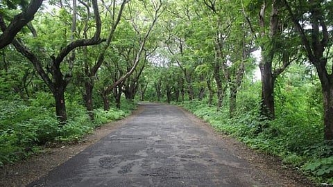 आऱे कॉलनीतील 2238 झाडं तोडण्याच्या प्रस्तावाला वृक्ष प्राधिकरण समितीची मंजुरी 
