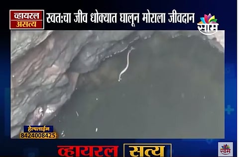 VIDEO | विषारी सापांच्या विहिरीत पडला मोर ! मग पुढे काय झालं .... 