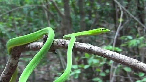 snake 