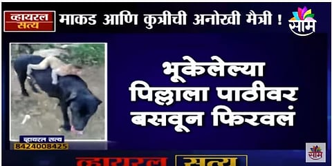 VIDEO | माकड आणि कुत्रीची अनोखी मैत्री !