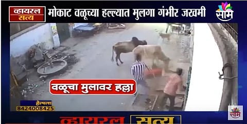 VIDEO | 10 वर्षाच्या मुलावर वळूचा जीवघेणा हल्ला