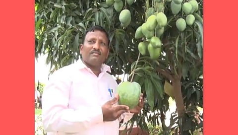 सांगली 