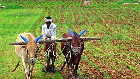 farmer
