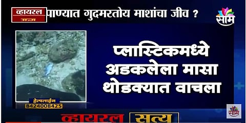 VIDEO| पाण्यात गुदमरतोय माशांचा जीव ?