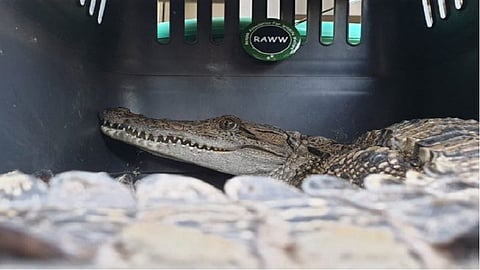 CROCODILE IN MUMBAI BHANDUP 960