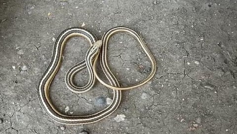  Snake