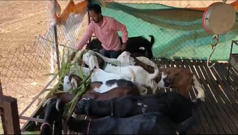 goat news