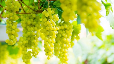 Grapes.