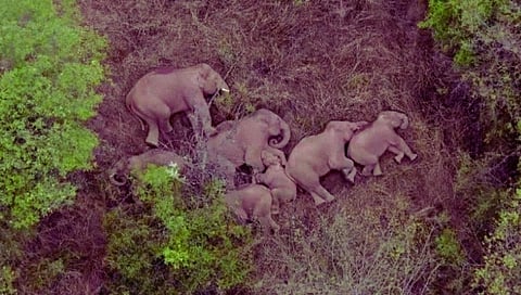 sleeping  elephants