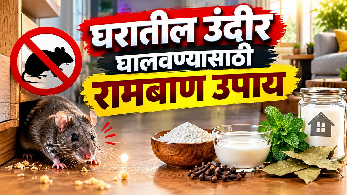 Rat Control Tips : उंदरांचा सुळसुळाट झालाय का? न मारता घरातून बाहेर ...