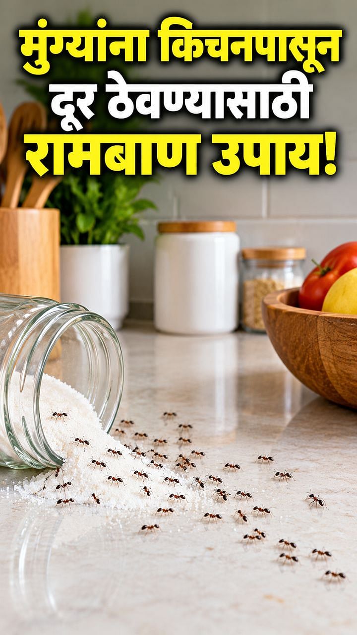 Kitchen Ants Tips : किचनमध्ये वारंवार मुंग्या येतात? 'या' एका उपायाने २ ...