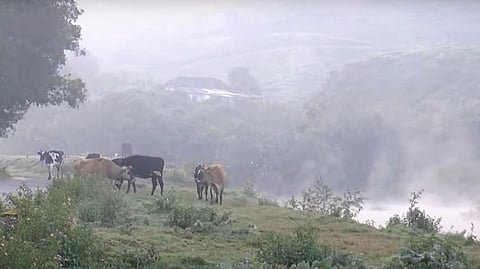 മൂന്നാറില്‍ അതിശൈത്യം വന്നെത്തിയപ്പോള്‍