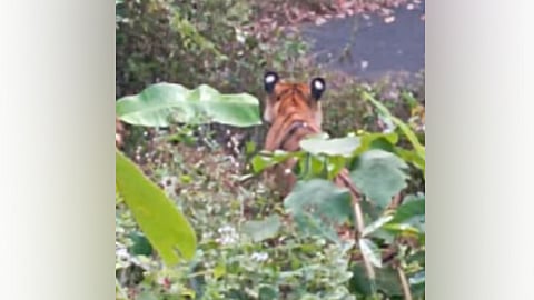 കടുവ കമ്പിവേലിയില്‍ കുടുങ്ങിയ നിലയില്‍