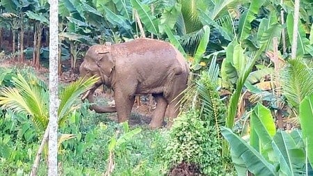 തണ്ണീര്‍ക്കൊമ്പന്‍