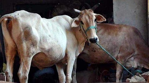 മധ്യപ്രദേശില്‍ 200ഓളം പശുക്കള്‍ ദുരൂഹസാഹചര്യത്തില്‍ ചത്തനിലയില്‍