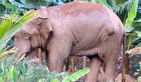 തണ്ണീര്‍ക്കൊമ്പന്‍ വാഴത്തോട്ടത്തില്‍

