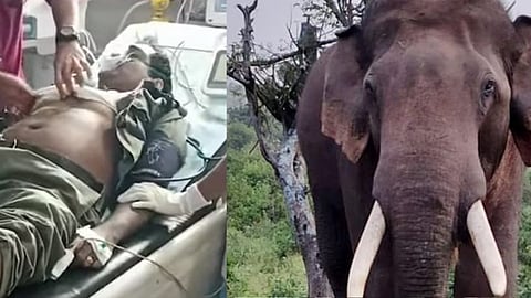 കാട്ടാനയുടെ പരിക്കേറ്റ പോള്‍ 

