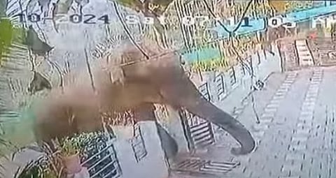 വയനാട്ടിലെ ജനവാസമേഖലയില്‍ ഇറങ്ങിയ കാട്ടാന 
