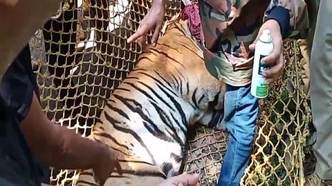 കടുവയെ പിടികൂടിയപ്പോള്‍