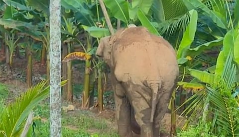 മയക്കുവെടിവച്ച ശേഷം തണ്ണീര്‍ക്കൊമ്പന്‍

