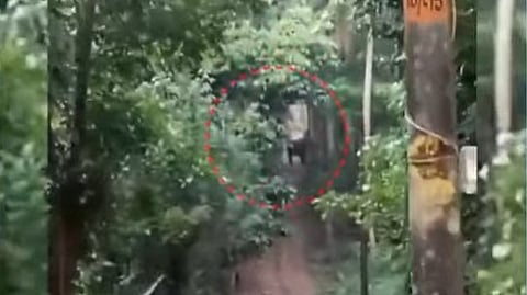 ഇല്ലിത്തോട്ടിലെ റബര്‍ തോട്ടത്തിലെ കിണറ്റില്‍ കുട്ടിയാന വീണു