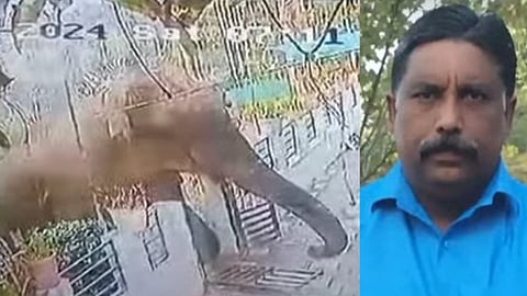 മാനന്തവാടി ജനവാസമേഖലയില്‍ ഇറങ്ങിയ കാട്ടാന-കൊല്ലപ്പെട്ട അജി

