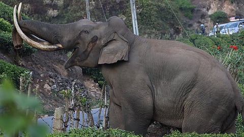 പടയപ്പ 