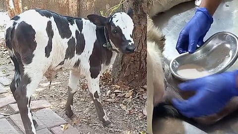 പാല്‍ ചുരത്തുന്ന പശുക്കുട്ടി, കറന്നെടുത്ത പാല്‍